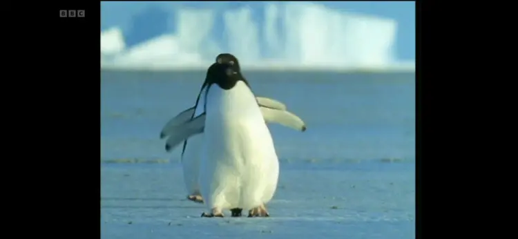 Adélie penguin (Pygoscelis adeliae) as shown in Life in the Freezer - The Ice Retreats